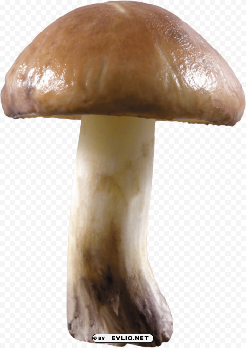 mushroom Transparent PNG images set