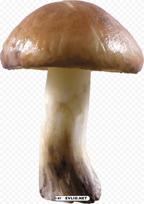 Mushroom PNG Free Download Transparent Background