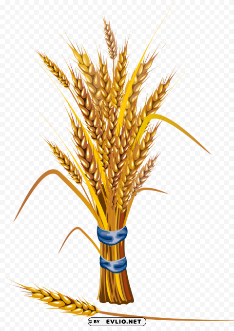 Wheat PNG graphics for presentations