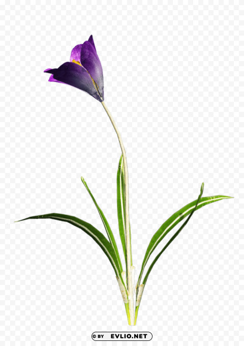 crocus free PNG images with high transparency