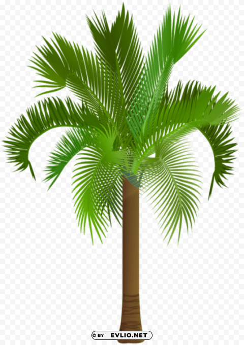 palm tree Transparent PNG graphics complete archive