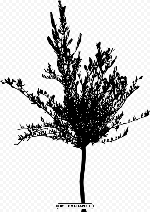 tree silhouette HighResolution Transparent PNG Isolated Element