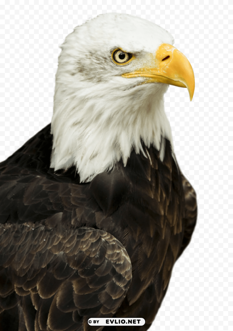 Eagle PNG Transparent Graphics Comprehensive Assortment