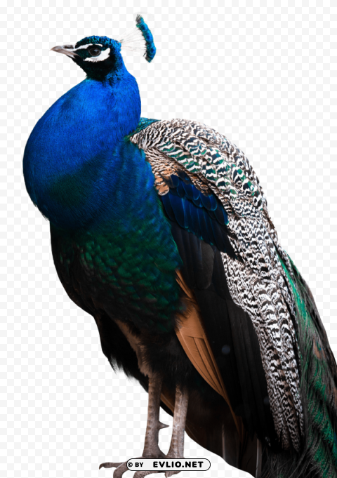 Peacock PNG transparent images for social media