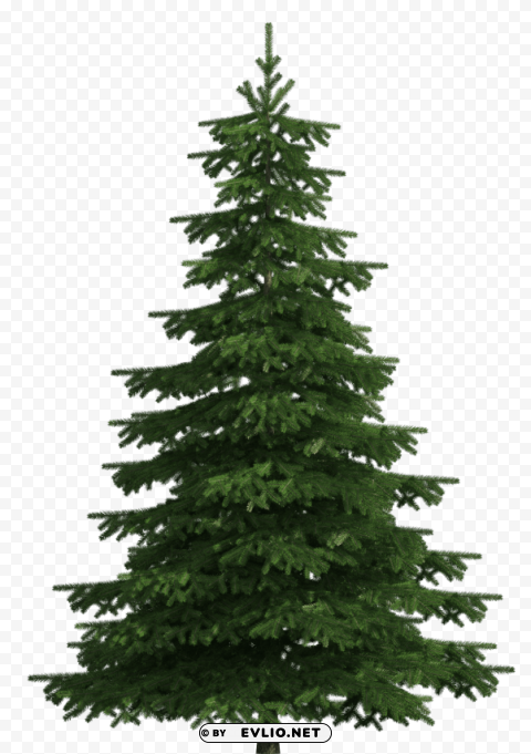 realistic pine tree PNG Graphic with Isolated Transparency