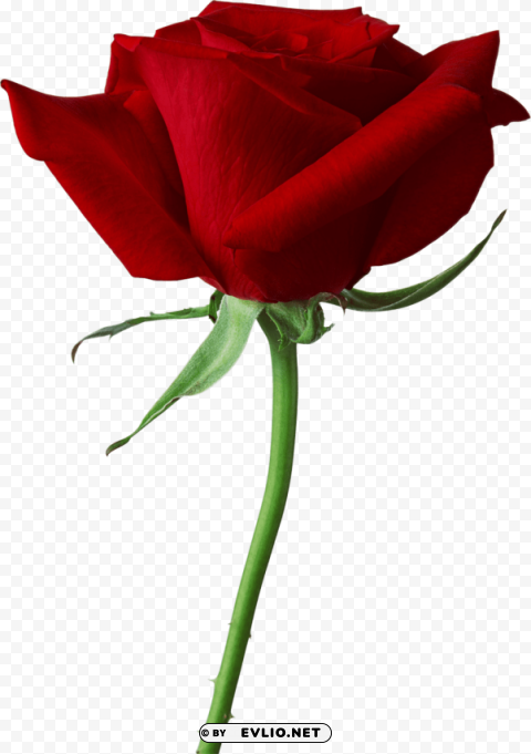 Red Rose Isolated Artwork On Transparent Background PNG