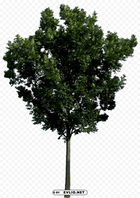 PNG image of tree PNG images without watermarks with a clear background - Image ID 2d05c233