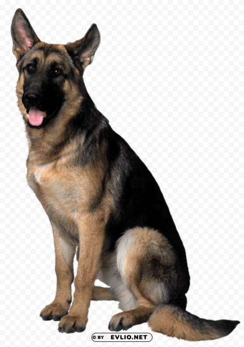 dog Isolated Graphic with Clear Background PNG