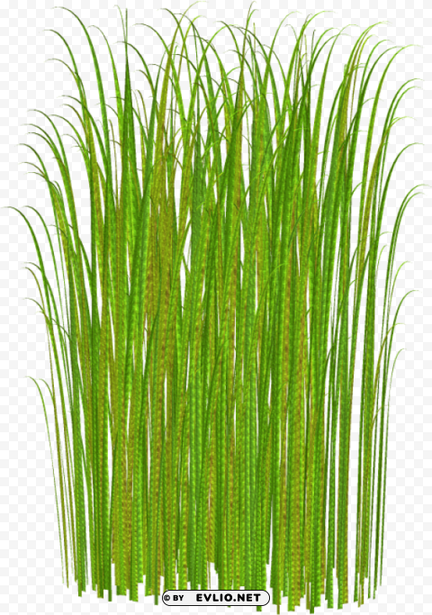 tall grass no background HighResolution Transparent PNG Isolated Element