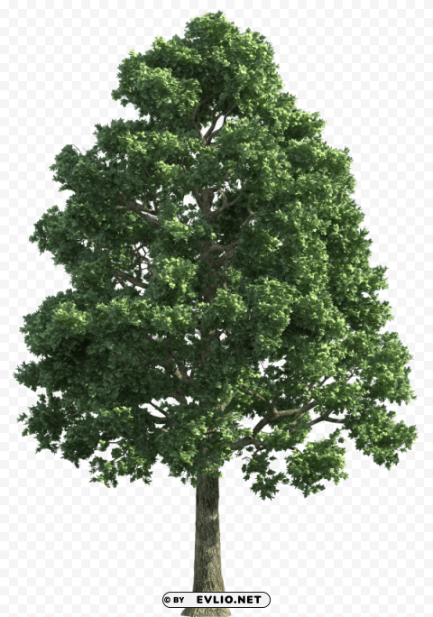 green realistic tree ClearCut PNG Isolated Graphic