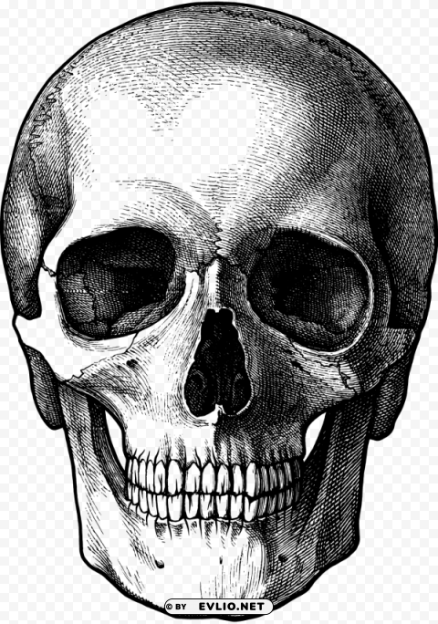 skulls PNG Image with Isolated Graphic