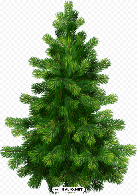 transparent pine tree PNG for digital design