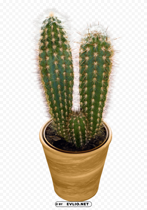 Cactus HighResolution Transparent PNG Isolated Graphic