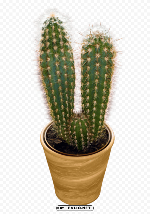 cactus Clear Background PNG Isolated Element Detail