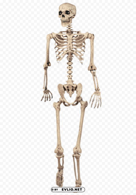 full skeleton model PNG Isolated Object with Clarity