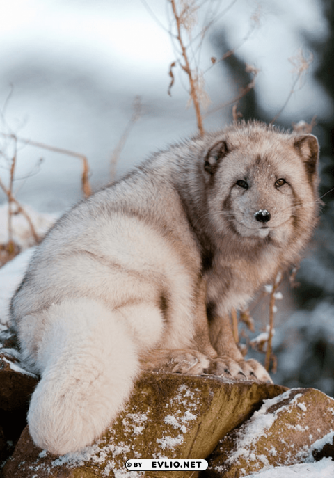 arctic fox cute s PNG images with no background comprehensive set