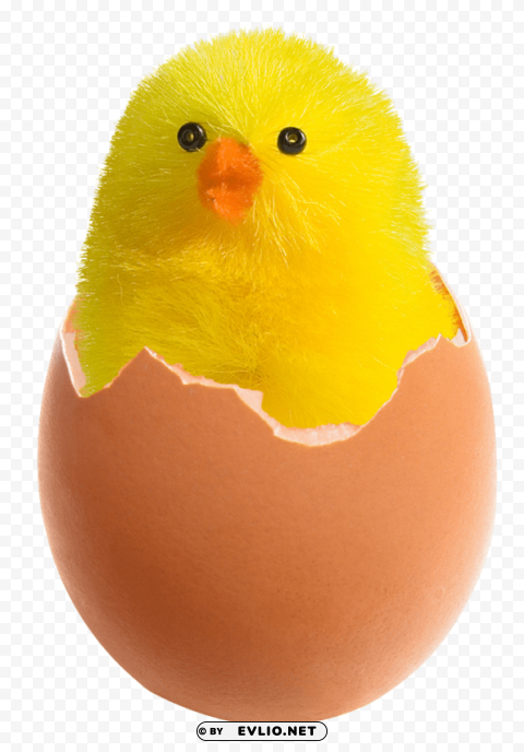 chicken in broken egg PNG files with transparent backdrop