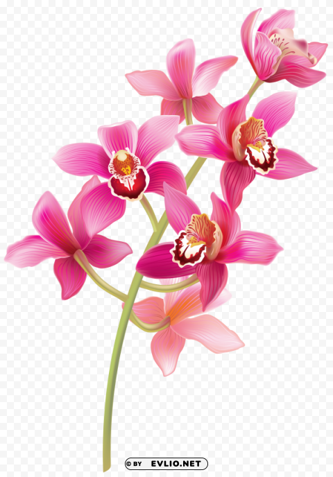stem pink orchids PNG transparent icons for web design