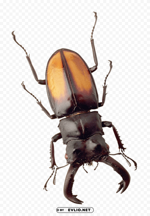 beetle HighQuality PNG with Transparent Isolation