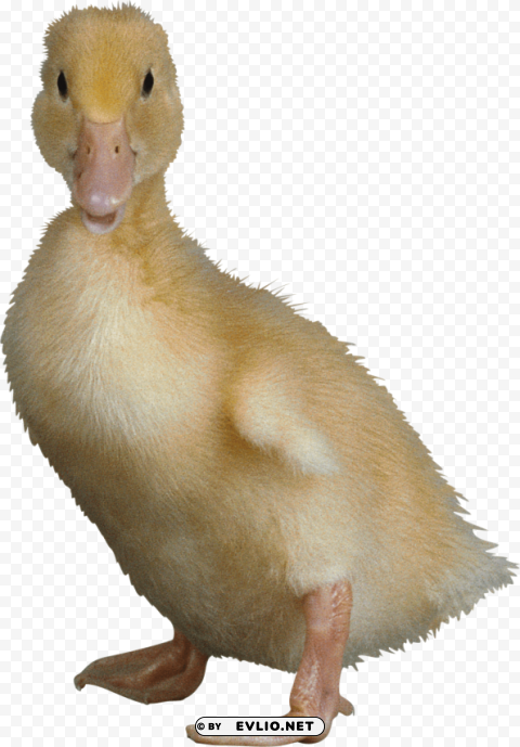 duck PNG Image with Isolated Artwork