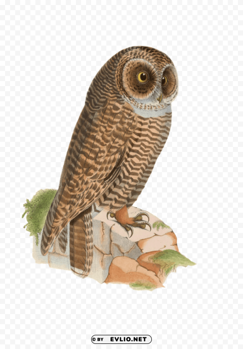 owl resting on rock drawing Transparent Background Isolated PNG Illustration