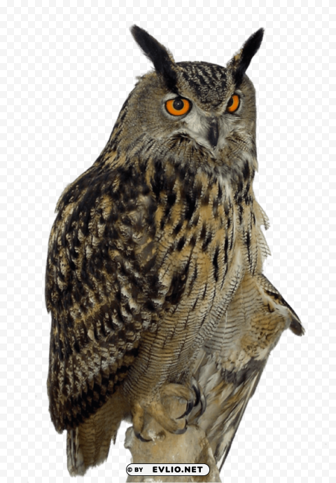 owl right Isolated Object on Transparent Background in PNG png images background - Image ID 93349843