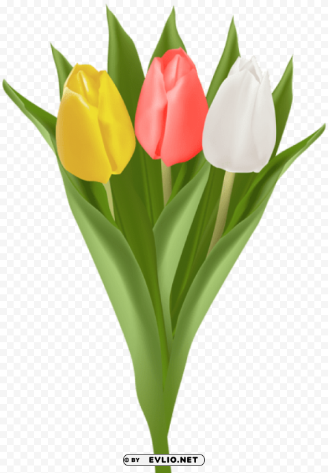 bouquet with tulips PNG files with no backdrop required