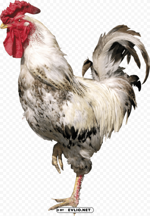 cock Free PNG images with alpha channel set