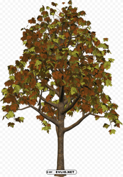 large fall tree Isolated Object with Transparent Background in PNG