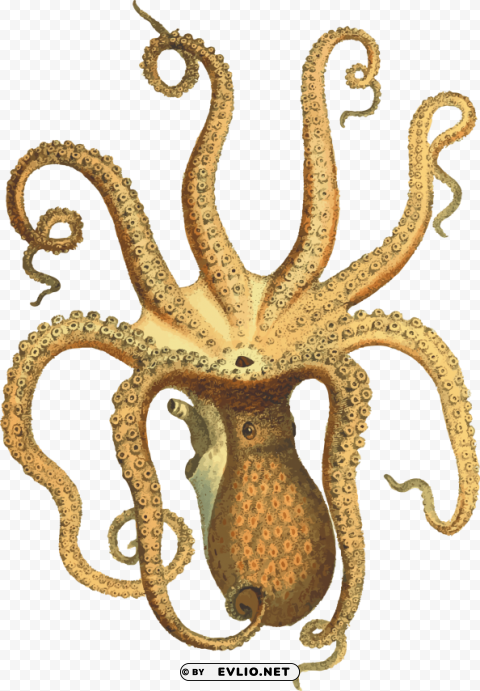 octopus vintage Isolated Object with Transparency in PNG