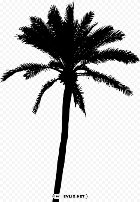 Palm Tree Silhouette CleanCut Background Isolated PNG Graphic
