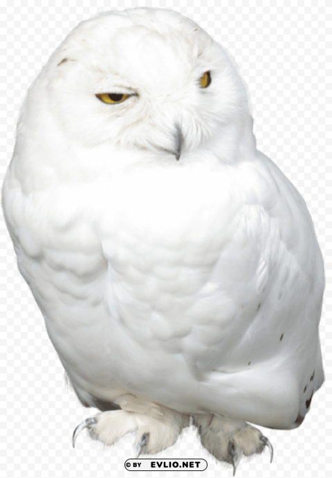 white owl HighResolution Transparent PNG Isolation