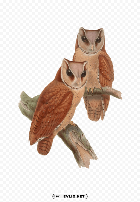 owls sitting on a branch PNG high resolution free