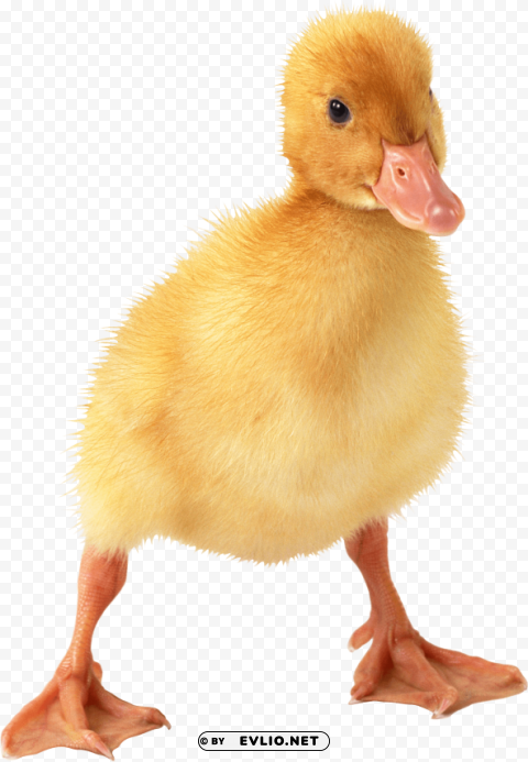 cute little duckling High-quality transparent PNG images comprehensive set png images background - Image ID 8197f74b