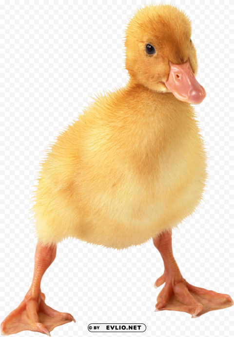 duck PNG Image with Transparent Isolated Design