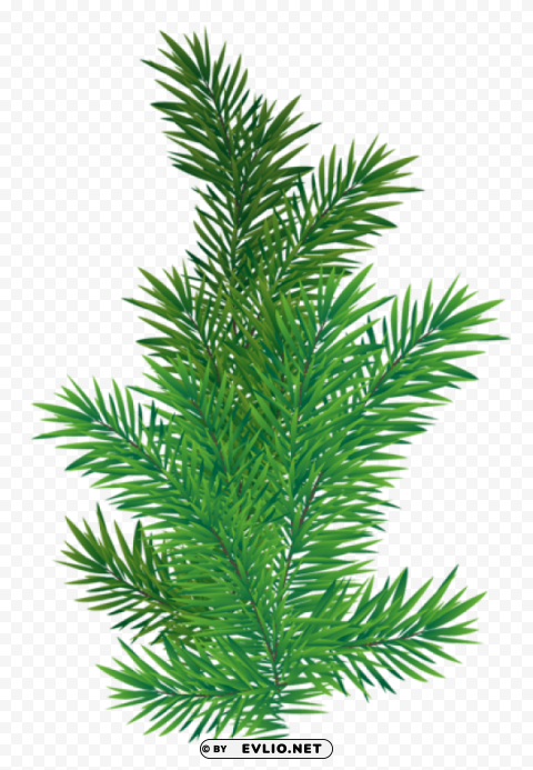 pine branch Isolated Graphic with Transparent Background PNG
