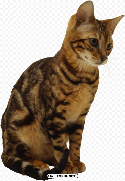 sitting cat Clean Background Isolated PNG Design