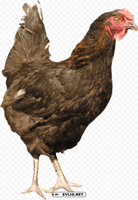 chicken PNG Graphic Isolated with Clarity