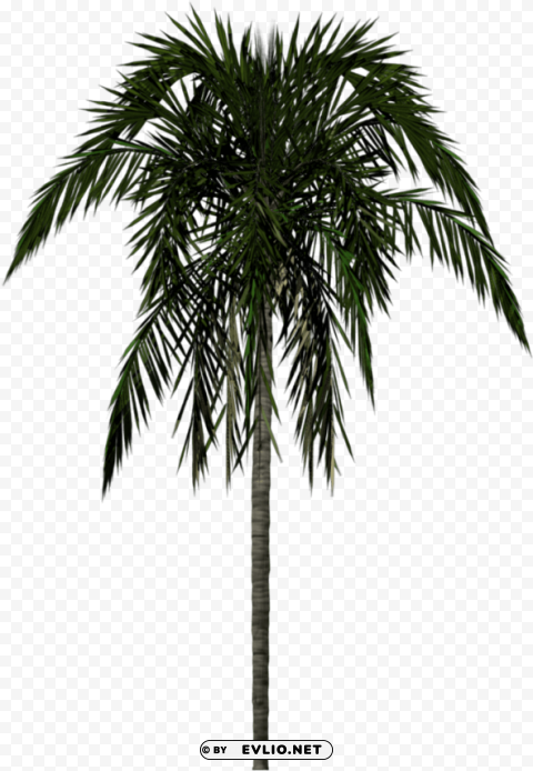 palm tree texture PNG photo without watermark