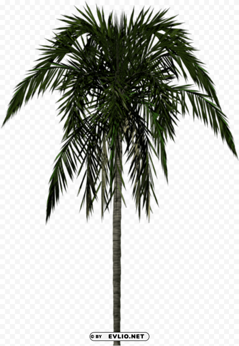 Palm Tree Texture PNG Photo Without Watermark