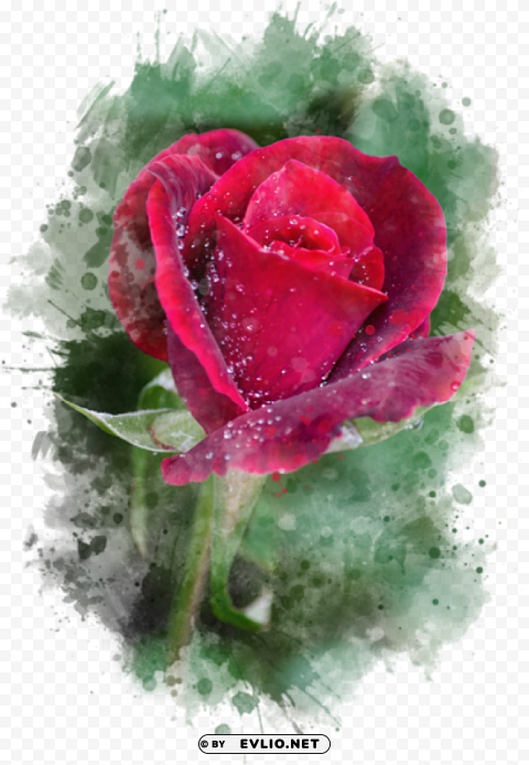 red rose watercolor art by christina rollo - thank you red rose Clear PNG image