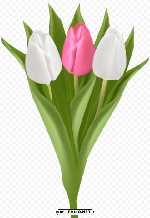 bouquet with tulips transparent PNG files with clear background collection