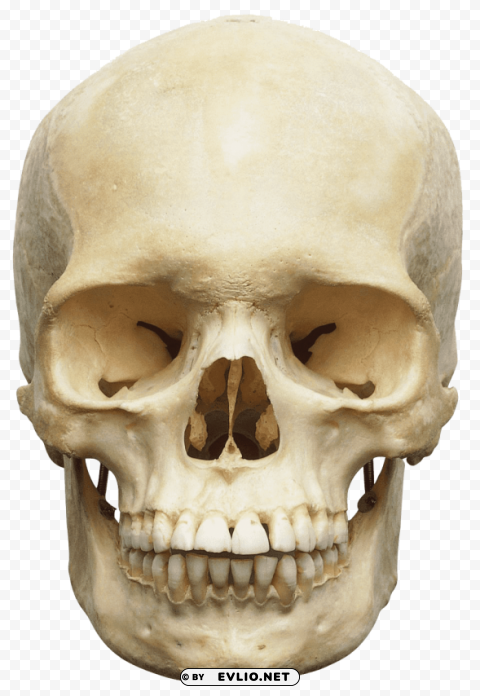 human skull white Isolated Item on Clear Transparent PNG