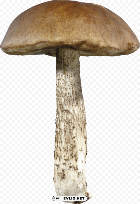 mushroom Transparent Background Isolation in HighQuality PNG
