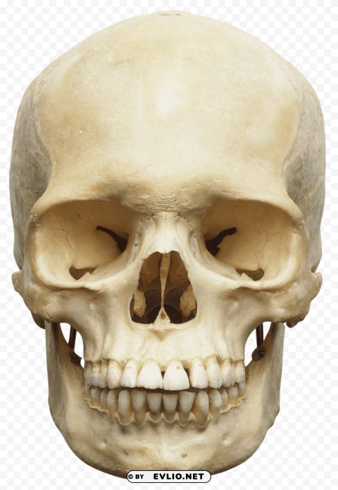 Transparent background PNG image of skull Transparent PNG images database - Image ID 34040133