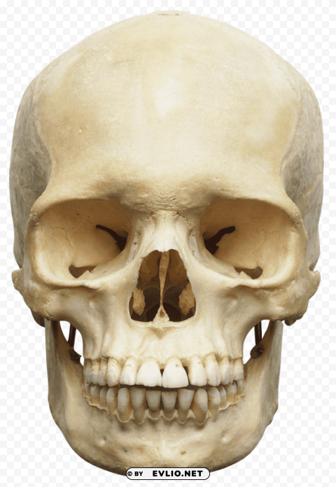 Skull Transparent PNG Images Database