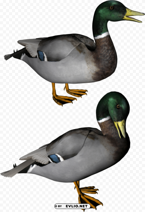 duck PNG Image Isolated with Transparent Detail