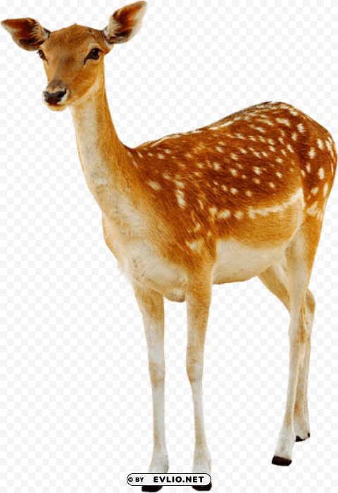 deer Isolated Subject on HighQuality Transparent PNG png images background - Image ID 4168f16f