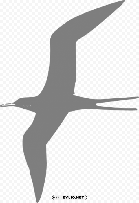 Grey Bird PNG Isolated Subject On Transparent Background