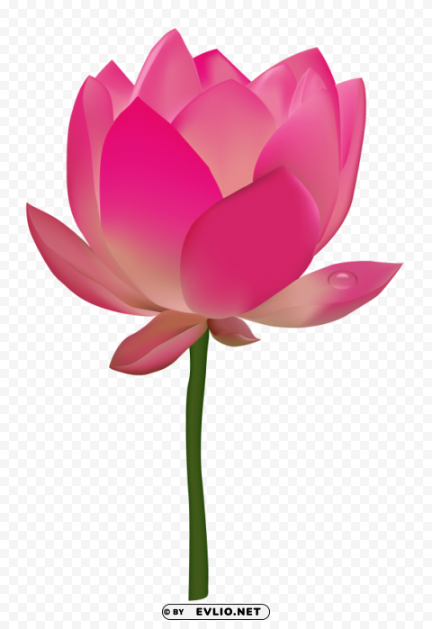 lotus flower PNG Object Isolated with Transparency